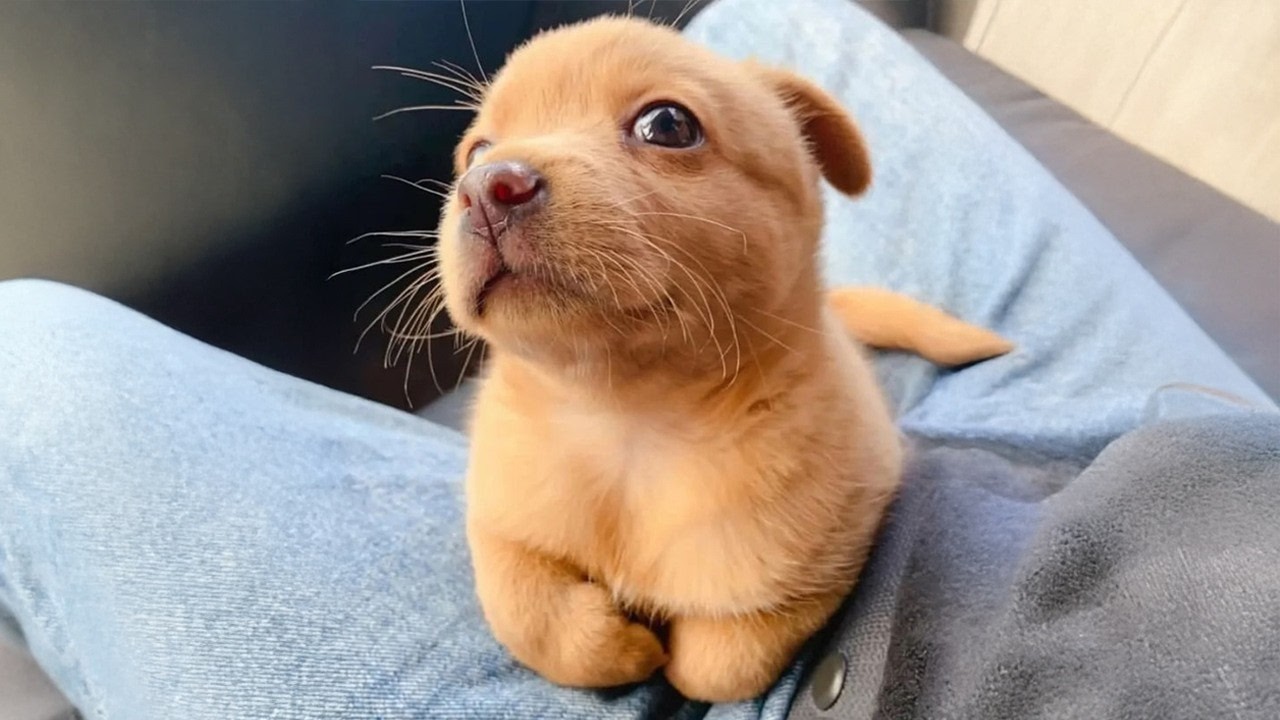 You Will Die Laughing At These FUNNY PUPPIES 🤣 Funny Animals Video img